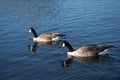 Two geese on the lake Royalty Free Stock Photo