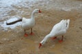 Two geese in the mud Royalty Free Stock Photo