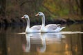 two geese oblivious to each other on a big pond