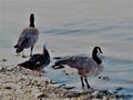 Two geese and one duck stand in front of background like agate