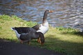 Two geese in the park. Royalty Free Stock Photo