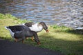 Two geese in the park. Royalty Free Stock Photo