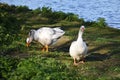 Two geese in the park. Royalty Free Stock Photo