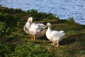 Two geese in the park. Royalty Free Stock Photo