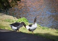 Two geese in the park. Royalty Free Stock Photo