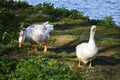 Two geese in the park. Royalty Free Stock Photo