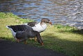 Two geese in the park. Royalty Free Stock Photo