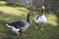 Two geese in the park. Royalty Free Stock Photo