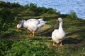 Two geese in the park. Royalty Free Stock Photo