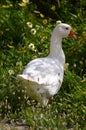 Two Geese Parmia Daisies Royalty Free Stock Photo