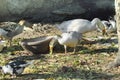 Two Geese Parmia Daisies Royalty Free Stock Photo