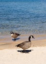 Two geese by shore of lake Royalty Free Stock Photo