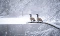 Two geese are sitting on a branch in the snow Royalty Free Stock Photo