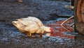 Two geese stand in the mud next to the tyre of the tractor and drink the grey dirty water out of the puddle Royalty Free Stock Photo