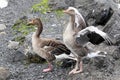 Two geese standing