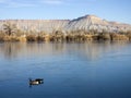 Two geese swimming in a blue lake with Mt. Garfield Royalty Free Stock Photo