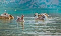 Two geese swimming in the lake Royalty Free Stock Photo