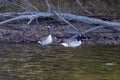 two geese swimming in the pond,mussen together, with fallen trees and grass Royalty Free Stock Photo