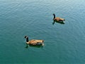 Two geese swimming Royalty Free Stock Photo