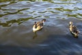 Two geese swimming in the water on a hot sunny summer day Royalty Free Stock Photo