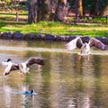 Two geese taking off Royalty Free Stock Photo