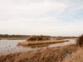 reed banks side of river stream water nature background Royalty Free Stock Photo