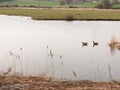 two geese waiting in the water look ahead to the side river stream Royalty Free Stock Photo