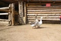 Two geese walk around farmhouse. White and gray goose