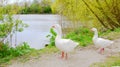 Two geese - walk as they please. Royalty Free Stock Photo