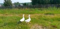 Two geese walk in the meadow in the village. Fence and wooden houses. Rural outback