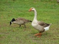 Two geese walking on grass Royalty Free Stock Photo