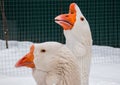 Two geese walking on snow in the farm during the winter.Close up Royalty Free Stock Photo