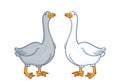 Two geese white and gray, cartoon funny goose isolated on white background, goose domestic nature character, poultry Royalty Free Stock Photo