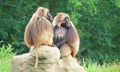 Two Gelada monkeys sitting on rock