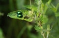 Two gem-like shiny insects on green leaf