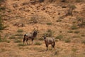 Two Gemsbocks Oryx gazella in Kalahari desert. Royalty Free Stock Photo