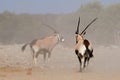 Gemsbok antelopes in dust