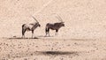 Two gemsbok antelopes, Oryx gazella, standing in the dry dusty desert, Namibia, Africa