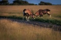 Two Gemsbok fighting in the grass. Royalty Free Stock Photo