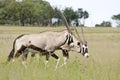 Two Gemsbok (Oryx) Walking through grassland Royalty Free Stock Photo