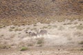 Two fighting gemsbok in kgalagadi transfrontiep park