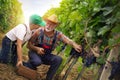 Two generation of wine grower harvesting grape Royalty Free Stock Photo