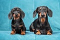 Two generations of dachshund dogs sit on blue sofa and look carefully ahead, front view. Obedient father and son or