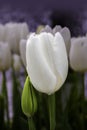 Two gentle white tulip flowers leaning on each other