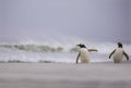 Two Gentoo Penguins (Pygoscelis papua) coming out of the surf. Royalty Free Stock Photo