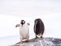 Two Gentoo penguins, Pygoscelis papua, standing on rock, Mikkelsen Harbour, Trinity Island, Antarctic Peninsula, Antarctica Royalty Free Stock Photo
