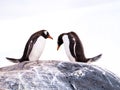 Two Gentoo penguins, Pygoscelis papua, standing side by side on Royalty Free Stock Photo