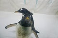 Two Gentoo penguins Pygoscelis papua at zoo on snowy background Royalty Free Stock Photo