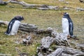 Two gentoo penguins standing and looking at each other Royalty Free Stock Photo