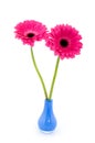 Two gerber in blue vase Royalty Free Stock Photo